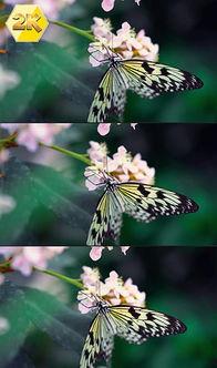 国产采精小蝴蝶,探寻自然之美与科技创新的完美融合